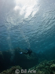 Dive off Big Island in Hawaii. April, 2012. by Bill Arle 